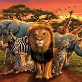 Posters Plakát, Obraz - African kingdom, (50 x 40 cm).jpg