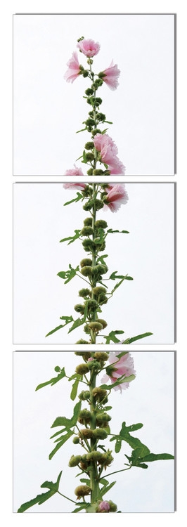 Posters Obraz na zeď - Moderní design – květina s růžovými květy, (40 x 120 cm)