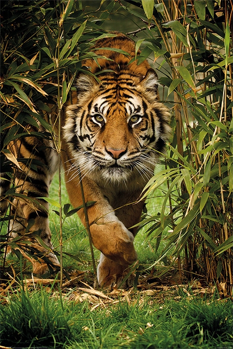Posters Plakát, Obraz - Tygr - Bamboo, (61 x 91,5 cm)
