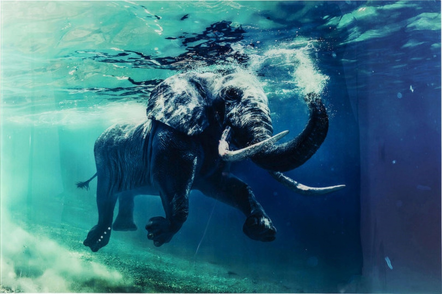Obraz na skle Swimming Elephant 80X100cm