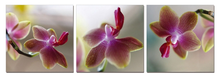 Posters Obraz Orchidej - květy