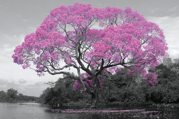 Posters Plakát, Obraz - Strom - Pink Blossom, (91,5 x 61 cm)