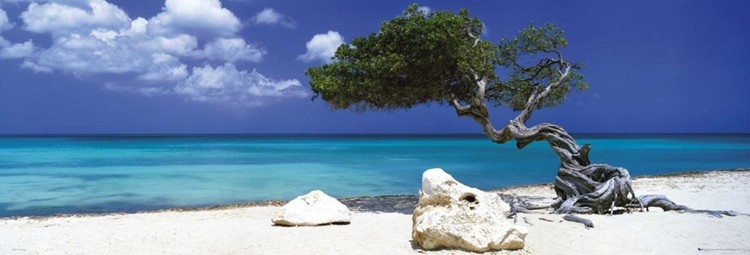 Posters Plakát, Obraz - Divi divi tree - Tom Mackie, (158 x 53 cm)