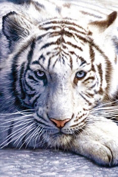Posters Plakát, Obraz - White tiger, (61 x 91,5 cm)