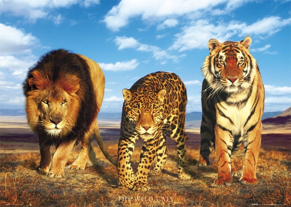 Posters Plakát, Obraz - Wild cats - divoké kočky, (91,5 x 61 cm)