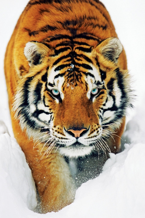 Posters Plakát, Obraz - Tiger in the snow - tygr ve sněhu, (61 x 91,5 cm)