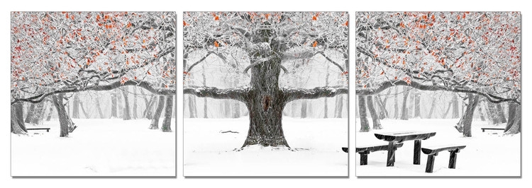 Posters Obraz na zeď - Zimní park, (150 x 50 cm)