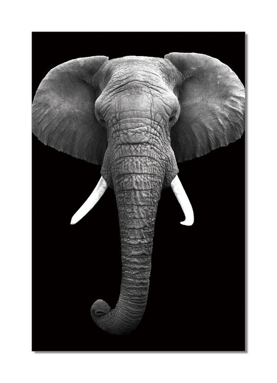 Posters Obraz Slon africký (B&W)