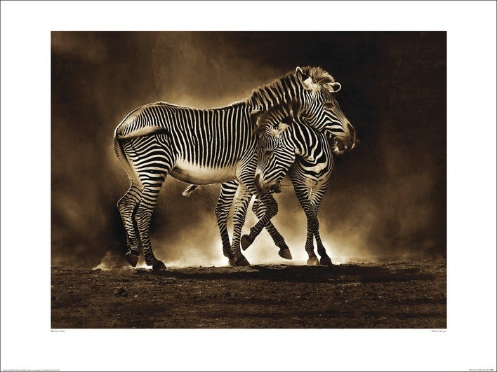 Posters Obraz, Reprodukce - Marina Cano - Zebra Grevys, (80 x 60 cm)