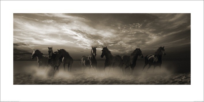 Posters Obraz, Reprodukce - Malcolm Sanders - Wild Stampede, (100 x 50 cm)