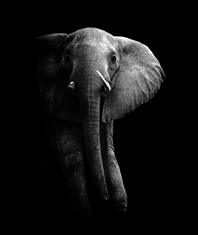Posters Umělecké fotografie Elephant!, WildPhotoArt