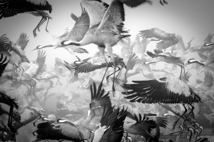 Posters Umělecké fotografie Chaos, Ido Meirovich