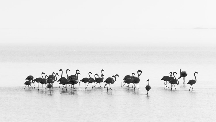 Posters Umělecké fotografie Flamingos, Joan Gil Raga