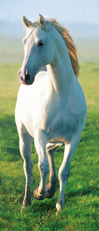 Posters Fototapeta WHITE HORSE