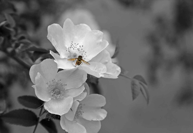 Posters Skleněný Obraz Bee Blossom