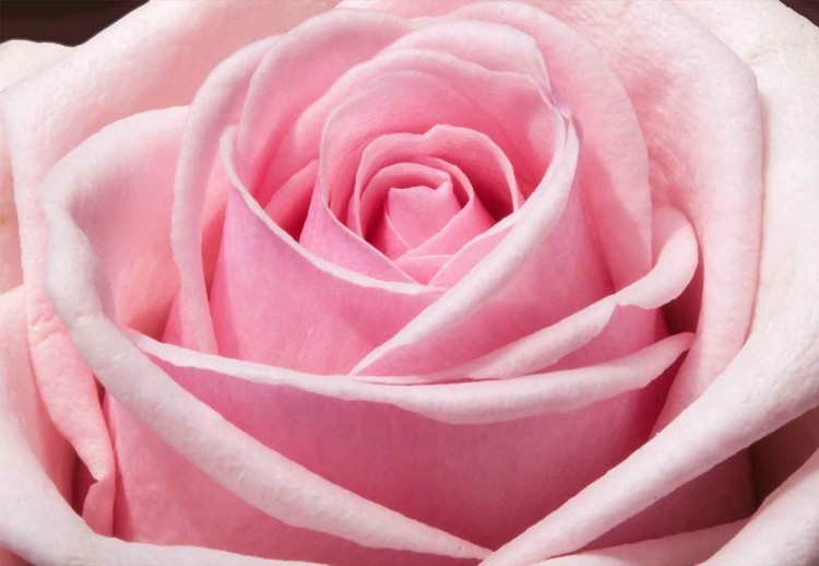 Posters Skleněný Obraz The Sensual Rose