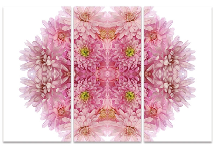 Posters Obraz na plátně Alyson Fennell - Pink Chrysanthemum Explosion, (100 x 150 cm)