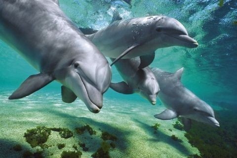 Posters Plakát, Obraz - Dolphins underwater - delfíni pod vodou, (91,5 x 61 cm)