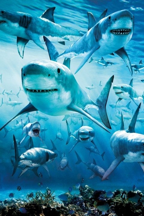 Posters Plakát, Obraz - Shark - infested, (61 x 91,5 cm)