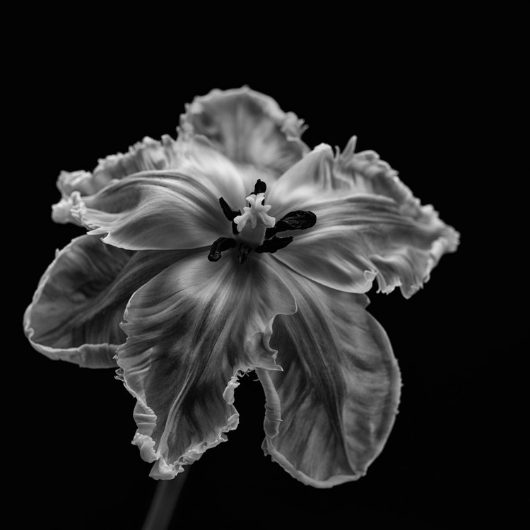 Posters Umělecké fotografie Parrot Tulip, Lotte Grønkjær