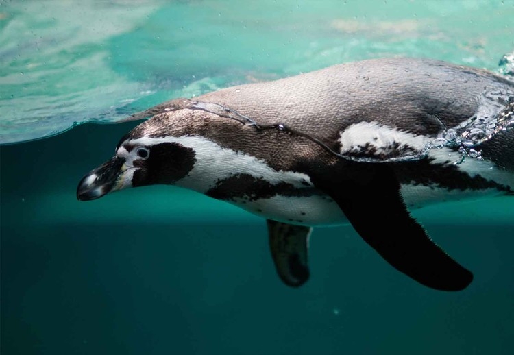 Posters Skleněný Obraz Pingu