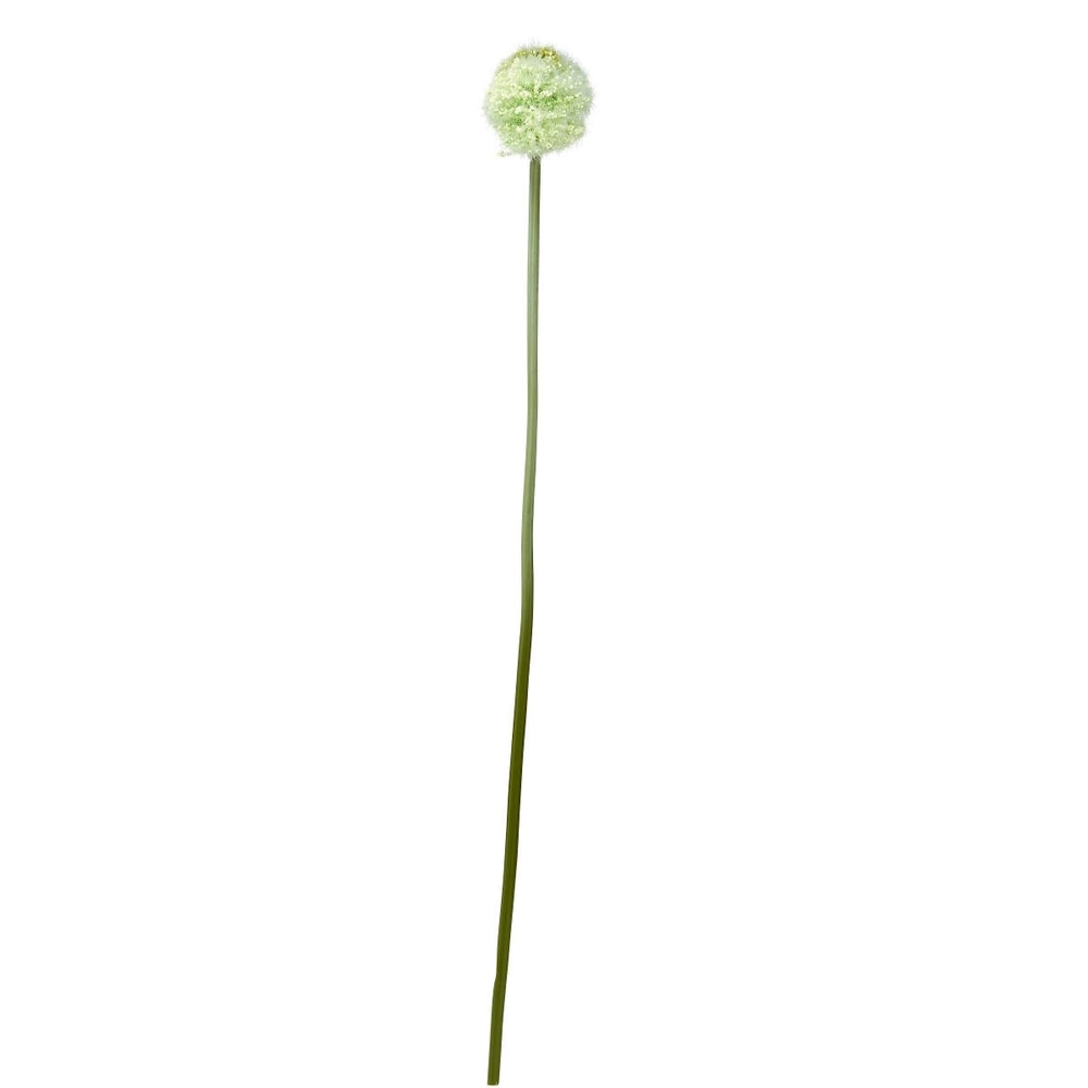FLORISTA Česnek - krémová