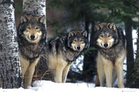 Posters Plakát, Obraz - Wolves - 3 vlci, (91,5 x 61 cm)