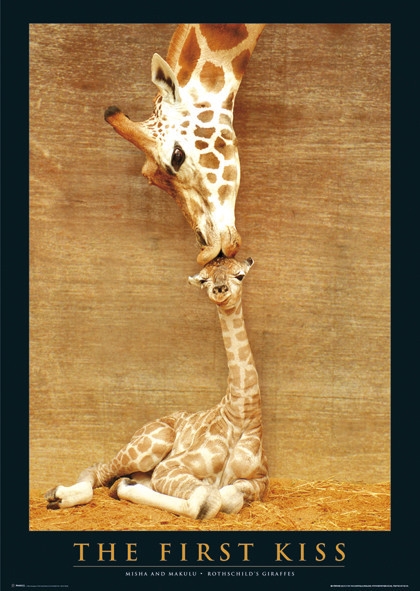 Posters Plakát, Obraz - The first kiss - žirafy, (61 x 91,5 cm)
