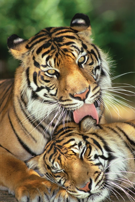 Posters Plakát, Obraz - Tigers - mother's love, (61 x 91,5 cm)