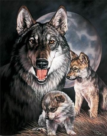 Posters Plechová cedule GRAHAM - Wolf Experience
