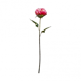 FLORISTA Pivoňka 75 cm - růžová