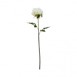 FLORISTA Pivoňka 75 cm - krémová