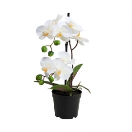 FLORISTA Orchidej v květináči 35 cm - bílá