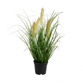 FLORISTA Sítina tráva v květináči 8 cm
