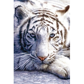 Posters Plakát, Obraz - White tiger, (61 x 91,5 cm)