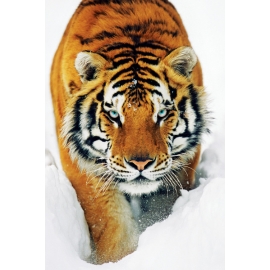 Posters Plakát, Obraz - Tiger in the snow - tygr ve sněhu, (61 x 91,5 cm)