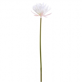 FLORISTA Lotus - krémová