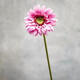 FLORISTA Gerbera - sv. fialová