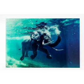 Picture Glass Swimming Elephant 180x120cm