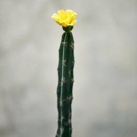 FLORISTA Kaktus - zeůená/žlutá