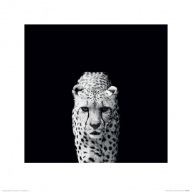 Posters Obraz, Reprodukce - Nicolas Evariste - Acinonyx Jubatus, (40 x 40 cm)