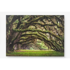 Obraz Nature Trees 70x50cm