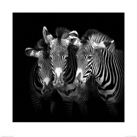 Posters Obraz, Reprodukce - Marina Cano - Shades of Grevy, (60 x 60 cm)