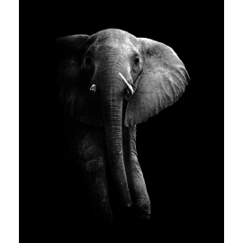 Posters Umělecké fotografie Elephant!, WildPhotoArt