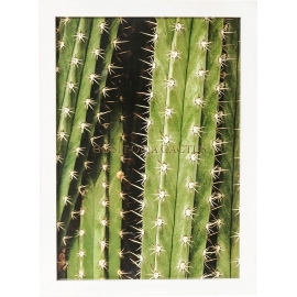 Obraz s rámem Cactus 45×33 cm