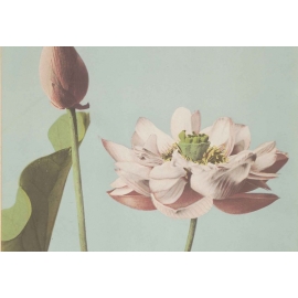 Posters Skleněný Obraz Lotus Blossom, Ogawa Kazumasa.