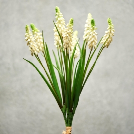 FLORISTA Hroznový hyacint, 12ks - krémová