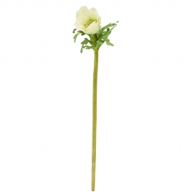 FLORISTA Sasanka, 36 cm - zelená