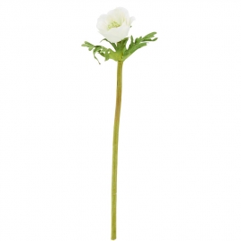 FLORISTA Sasanka, 36 cm - krémová