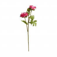 FLORISTA Pryskyřník malý 30 cm - růžová